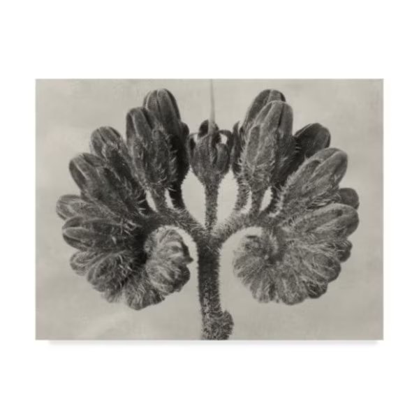 Karl Blossfeldt 'Ua Ch Blossfeldt Botanical Viii' Canvas Art, 35x47, Trademark Fine Art, Mfr#: WAG07797-C3547GG